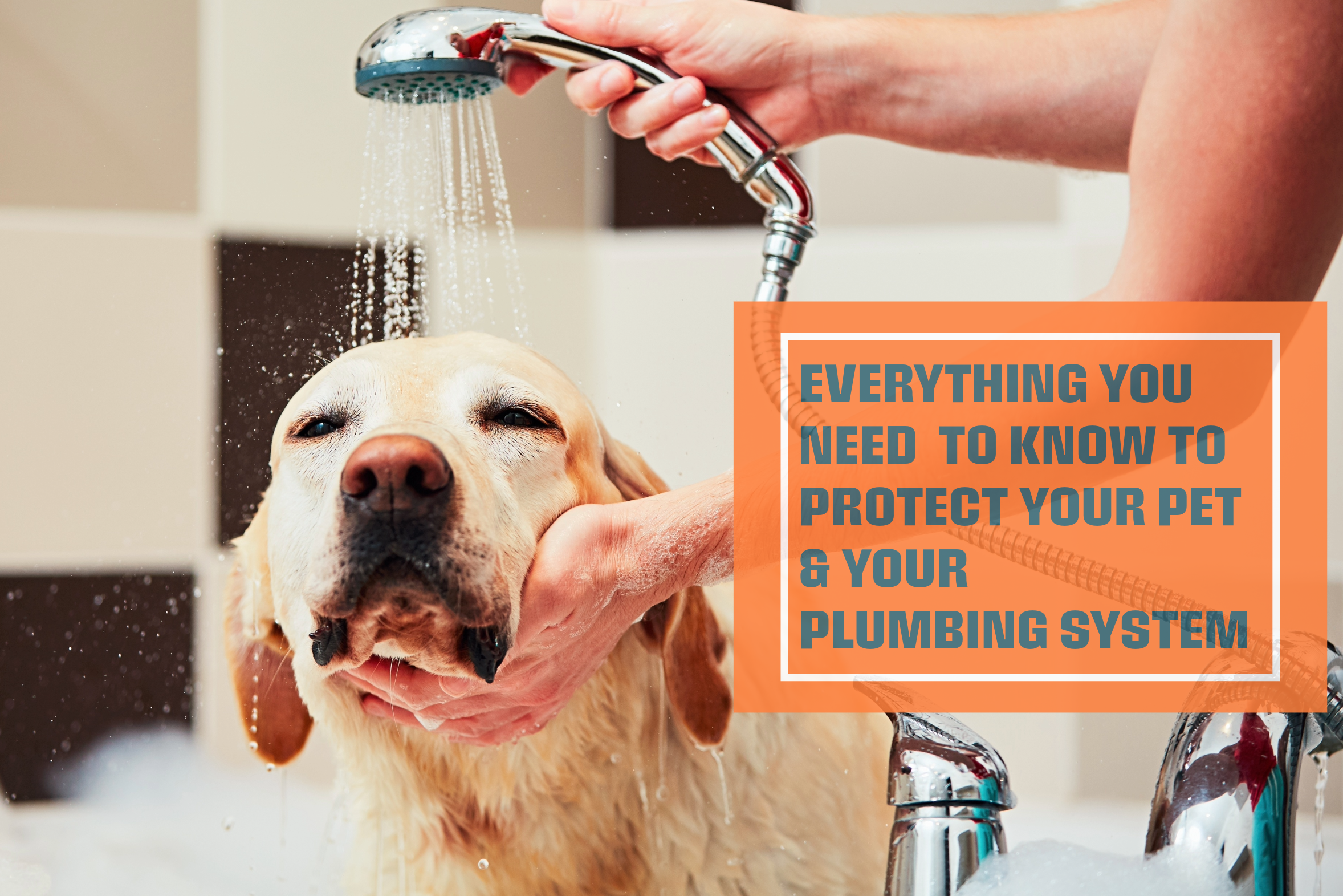 Everything You Need to Know to Protect Your Pet & Your Plumbing System